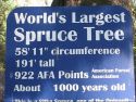 Largest Spruce tree Sign